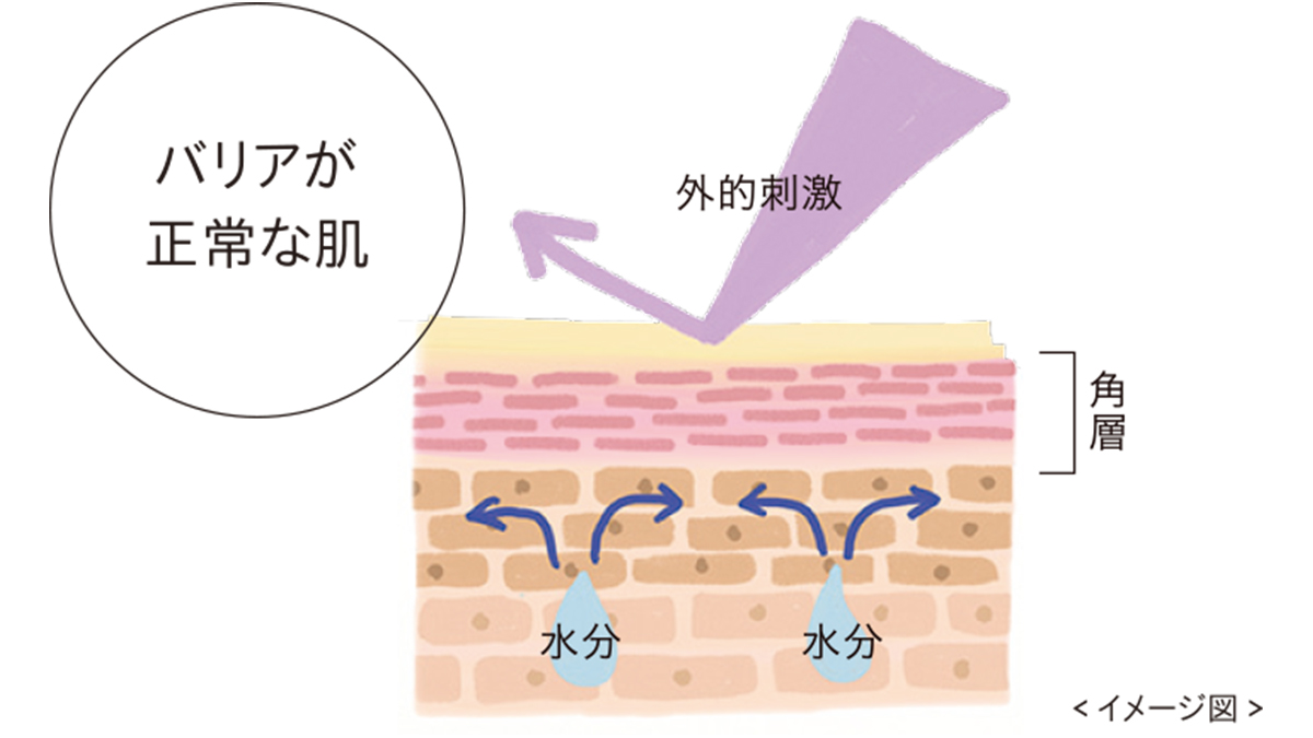 セラミドで水分を抱えて留める保湿ライン ゆるがない濃密うるおい肌へ Etvos Life