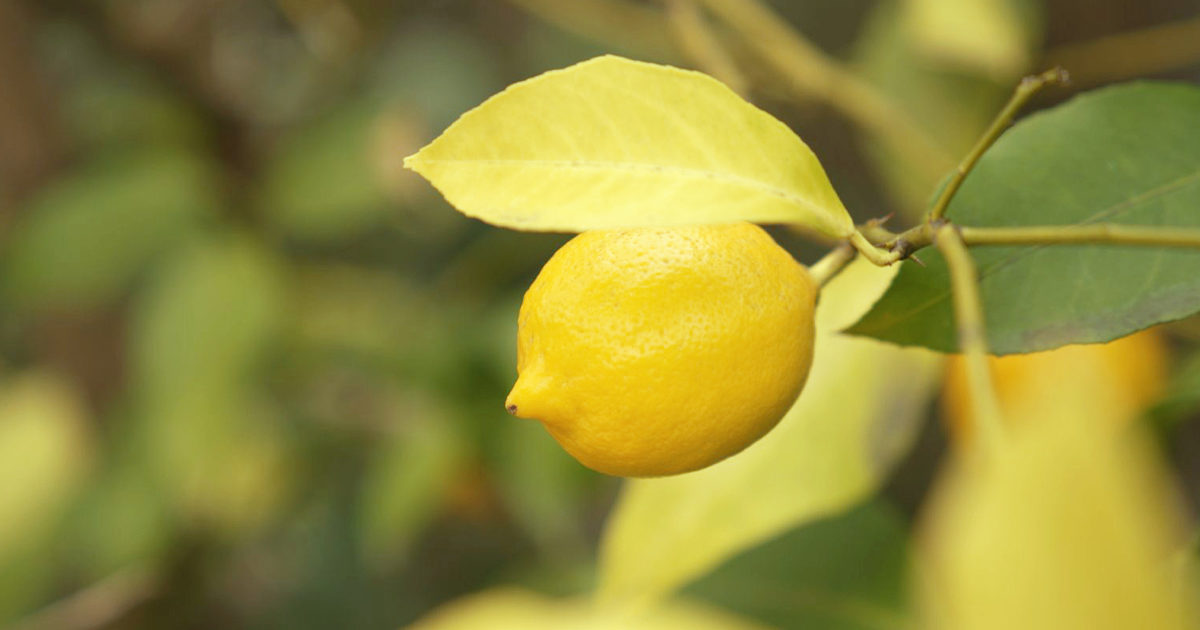 敏感肌にも 今こそビタミンc誘導体の力を Etvos Life