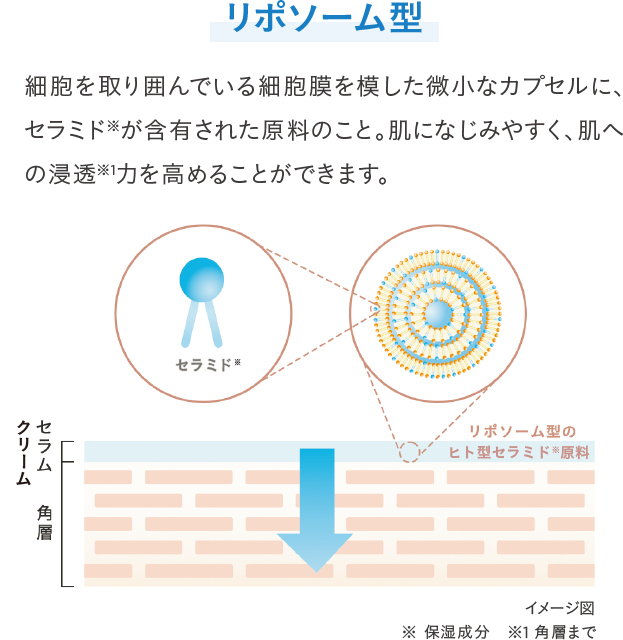 リポソーム型 細胞を取り囲んでいる細胞膜を模した微小なカプセルに、セラミド※が含有された原料のこと。肌になじみやすく、肌への浸透※1力を高めることができます。イメージ図 ※保湿成分 ※1 角層まで