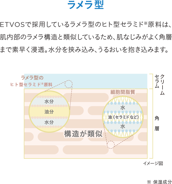 ラメラ型 ETVOSで採用しているラメラ型のヒト型セラミド ※原料は、肌内部のラメラ構造と類似しているため、肌なじみがよく角層まで素早く浸透。水分を挟み込み、うるおいを抱き込みます。※保湿成分